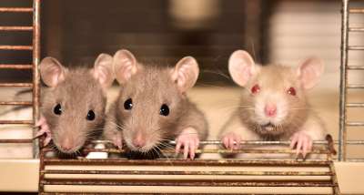 Дата посвещена именно декоративным домашним крысам, которые отличаются от диких только тем, что выращены в неволе.