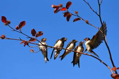 Исследователи видят несколько причин колоссального сокращения популяции птиц. 