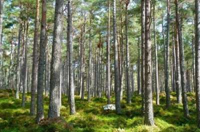 Главные цели Госпрограммы — повышение эффективности использования, охраны, защиты и воспроизводства лесов.