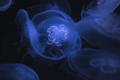 Что пока не до конца ясно — это то, как именно медузы понимают, в какую сторону плыть. 