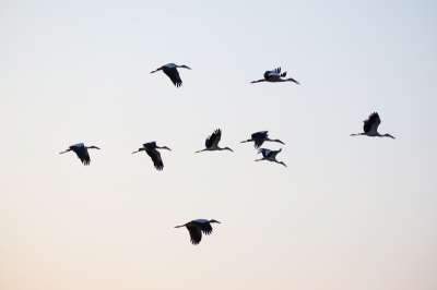 Благодаря деятельности мигрирующих птиц поддерживается баланс экосистемы в целом