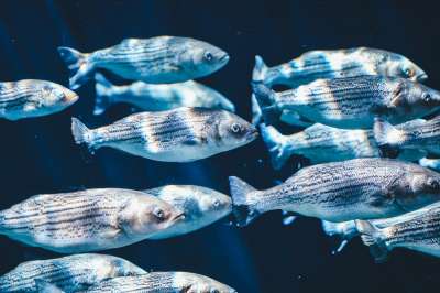 Скорее всего мутация Golf-killifish произошла в результате скрещивания отдельных экземпляров с атлантическими родственниками