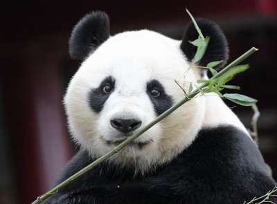 Подобно настоящим хищникам, панды получают энергию преимущественно из белков, пусть эти белки и растительного происхождения. Фото: safi kok / Flickr.com