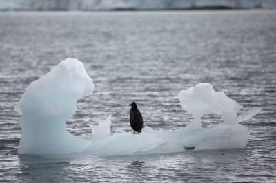 В одной из крупнейших в мире колоний императорских пингвинов за последние три года почти не появлялось потомство. Фото: REUTERS