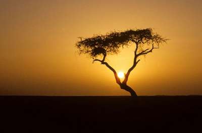 На десятки километров вокруг не было ничего, кроме раскаленного песка. Дерево росло в пустыне, в самом центре Нигерии, став настоящей загадкой для ученых. Рассказываем историю самого одинокого дерева мира.