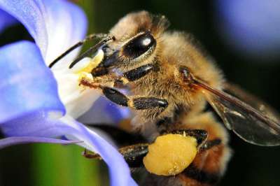 Пчелы опыляют до 90 процентов сельскохозяйственных культур в России. Фото: EPA