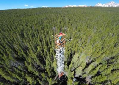 Ученые исследовали флуоресценцию хлорофилла при помощи спектрометра, установленного на 26-метровой башне посреди хвойного леса в Колорадо, США. Christian Frankenberg
