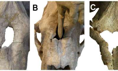 Фотография отверстия в черепе Smilodon populator и сопоставление его формы с клыками другого хищника этого же вида. Фото: Comptes Rendus Palevol (2019)