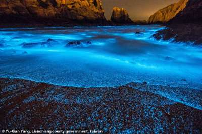 Светящийся планктон озаряет пляжи необычным голубым сиянием.