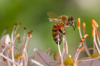 Несмотря на то что пчела, вероятно, самое изученное социальное насекомое, все-таки многое в ее поведении не известно или недостаточно объяснено.