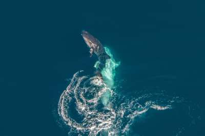 Ранее никому не доводилось заснять эту часть жизни морских гигантов. Фото: Tiffany Klein/Ningaloo Aviation