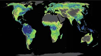 Карта лесов Земли, подготовленная швейцарскими климатологами. Bastin et al. / Science 2019