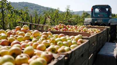Сбор урожая яблок. Фото РИА Новости / Николай Хижняк