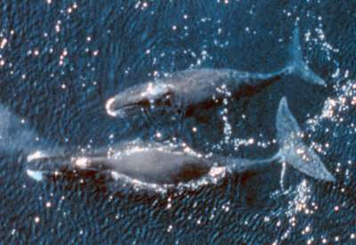 По подсчетам ученых, в Северной Атлантике осталось всего около 410 гренландских китов
