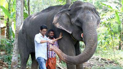 Самый старый слон на Земле — азиатская слониха Дакшаяни, прожившая 88 лет