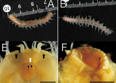 Морской многощетинковый червь Leocratides kimuraorum издает громкие щелкающие звуки с помощью больших рта и глотки. Вверху: внешний вид червя, внизу: рот и глотка червя крупным планом. Масштаб — один миллиметр. Naoto Jimi et al. / Species Diversity, 2017