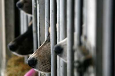 В Российской кинологической федерации уверены: нет опасных собак, есть опасные владельцы. Фото: REUTERS