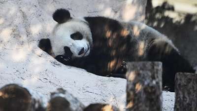 Большая панда, переданная Китаем Московскому зоопарку, в павильоне Фауна Китая. Фото РИА Новости / Наталья Селиверстова