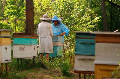 Работа с пчелами. Фото dobryj-pasechnik.ru