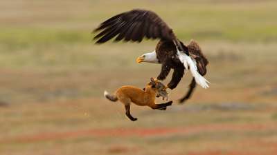 Фотограф запечатлел сражение белоголового орлана и лисы