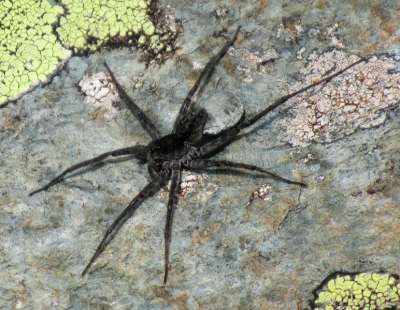 В Катунском заповеднике обнаружен новый для науки вид паука