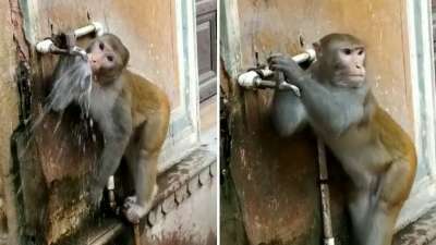 В Индии запечатлели бережливую обезьяну. Видео