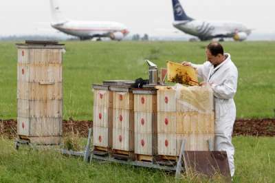 Пчеловод проверяет пчелиные соты на небольшой пасеке, расположенной на территории аэропорта им. Вацлава Гавела в окрестностях Праги. По состоянию пчелиных семей тут судят об уровне техногенного загрязнения в районе аэропорта. Фото: Reuters