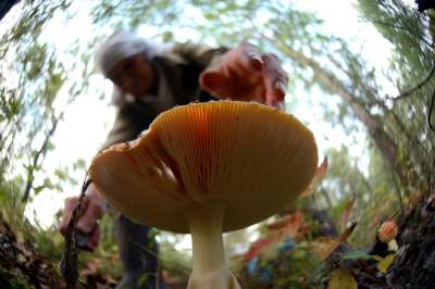 Никакие грибы не стоят того страха, что испытывает человек, заблудившись в лесу. Фото: РИА новости www.ria.ru