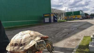 Жители Тюмени выбрали имя для черепахи, которую нашли на мусоросортировочном заводе. 
