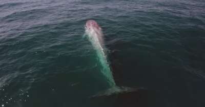 Синий кит элегантно «подшутил» над съемочной группой &quot;Би-Би-Си&quot;, готовившей документальный фильм об этих млекопитающих.