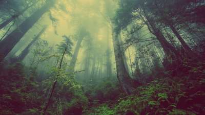Подсчитано, что леса занимают около трети площади суши, и общая площадь лесов на Земле составляет 38 миллионов кв. километров.
