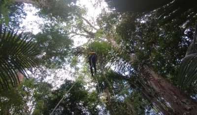 Высота лесного исполина составляет 88 метров.