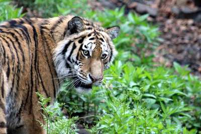 Сохранение популяции амурского тигра в нашей стране проводится в соответствии с принятой в 2010 году в новой редакции «Стратегией сохранения амурского тигра в РФ».