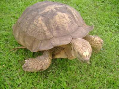 Черепаха, жившая в Королевском дворце в Нигерии, умерла после непродолжительной болезни в возрасте 344 лет. Фото: ogbomosoconnection.com