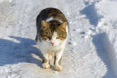 В Петербурге решили открыть подвалы для бездомных кошек