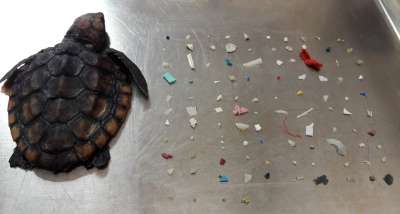 Морские черепахи не приспособлены к новой диете. Как и никто из мира живой природы.