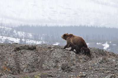 Увидев медведя вдалеке, не приближайтесь к нему, осторожно покиньте это место, обойдите его стороной.