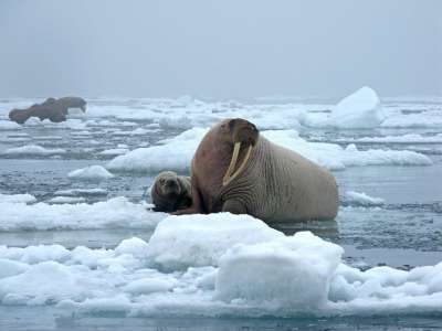 Моржи – крупнейшие ластоногие, обитающие в северном полушарии нашей планеты