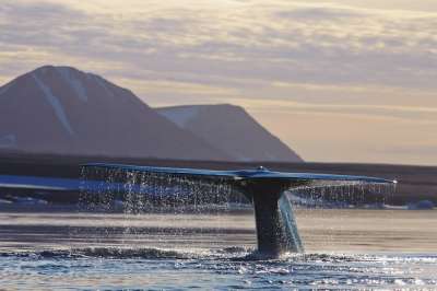 Синий кит взмахивает хвостом неподалеку от Шпицбергена. Фото: Вадим Балакин