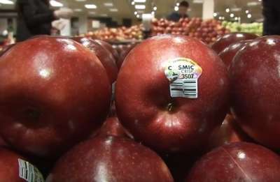 На то, чтобы вывести и утвердить новый сорт яблок, селекционеры потратили двадцать лет – и это стоило того.
