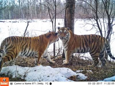 Амурские тигры © Сихотэ-Алинский заповедник, фотоловушка