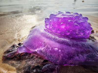 Редчайшая пурпурная медуза выбросилась на берег Австралии. Фото