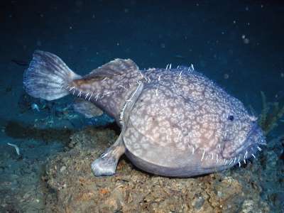 Исследователи океана чуть было не проплыли мимо малоизученного глубоководного хищника. Фото: en.wikipedia.org