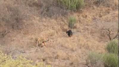 В индийском национальном парке Рантамбор камеры запечатлели встречу опасных хищников. Кадр из видео.