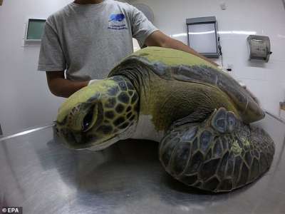 Большая зеленая черепаха запуталась в сетях аргентинского рыбака Роберто Убьеты. Мужчине показалось ее поведение странным, позднее ветеринары объяснили причину.
