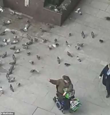 Мужчина в коляске ездит по городу, а голуби всюду следуют за ним. Кадр из видео
