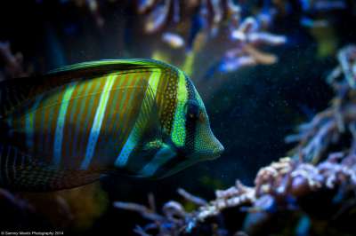 У морских животных больше шансов адаптироваться к изменениям окружающей среды. Фото: sammy_mantis/flickr.com