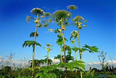 Борщевик — сорное растение семейства зонтичных, насчитывает около 70 видов. Часть из них содержит вещества, вызывающие фотохимические ожоги кожи.