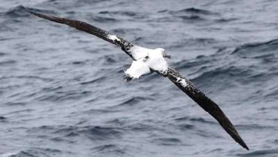 «Страж океана» — странствующий альбатрос (Diomedea exulans), снабженный радар-детектором для обнаружения браконьерских рыболовных судов. Фото: taaf.fr