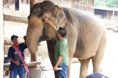 Коронавирус значительно облегчил жизнь десятков слонов — в тайском развлекательном парке с животных сняли сёдла. 